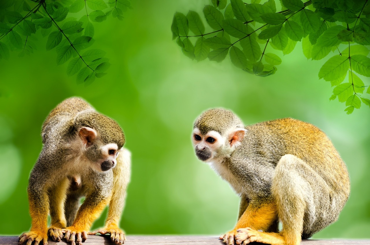 Two Squirrel monkey